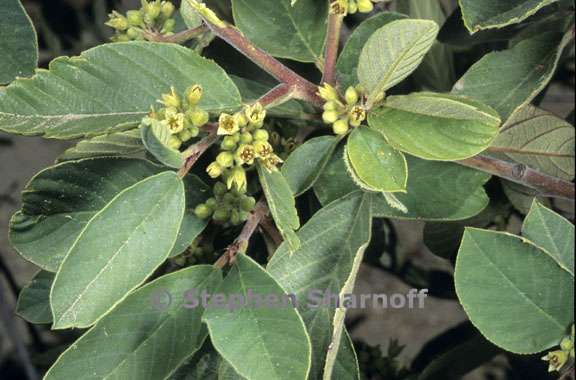 frangula californica ssp tomentella 2 graphic